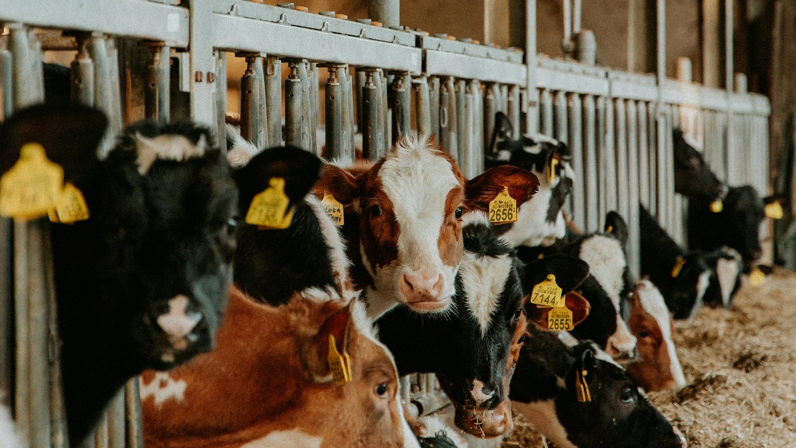Køer i stald